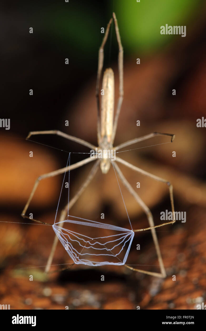 Net-Casting Deinops (araignée longipes), Coto Brus, Costa Rica Banque D'Images