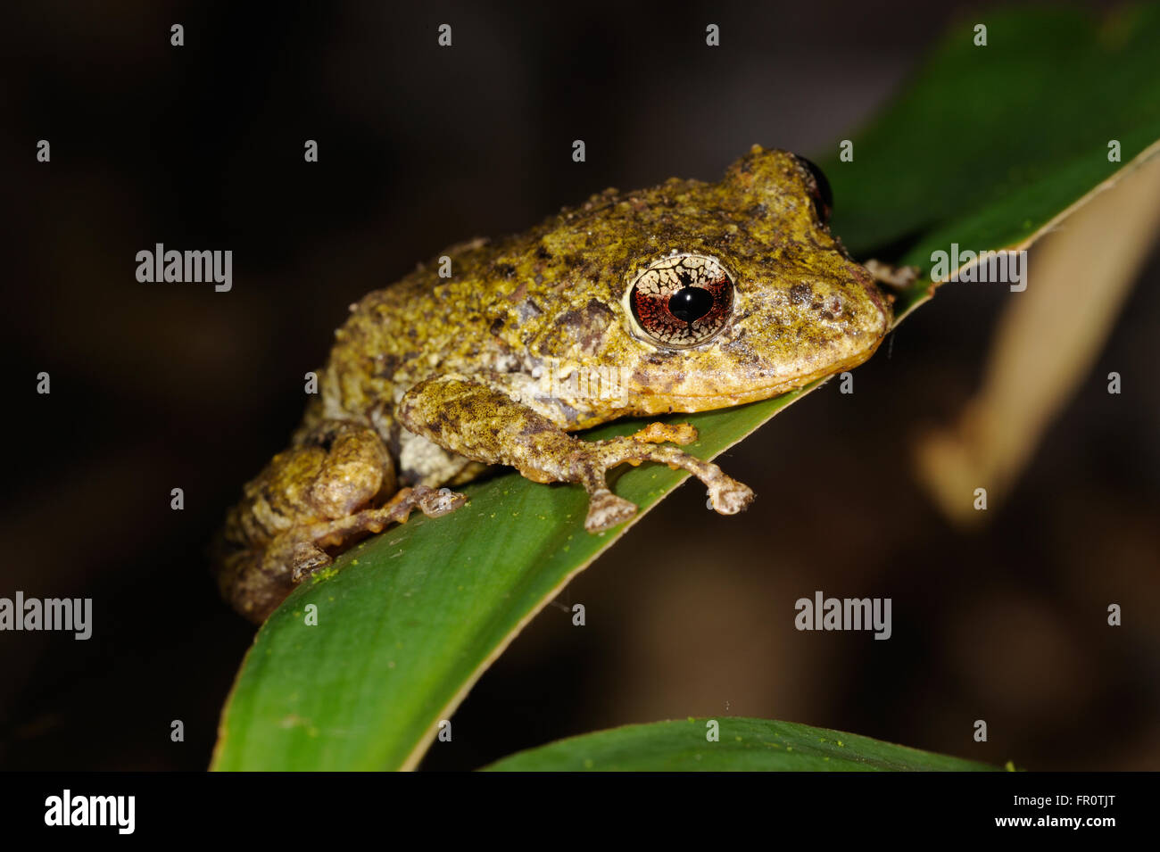 Frog de Robber à groin doré - Pristimantis cruentus, Coto Brus, Costa Rica Banque D'Images
