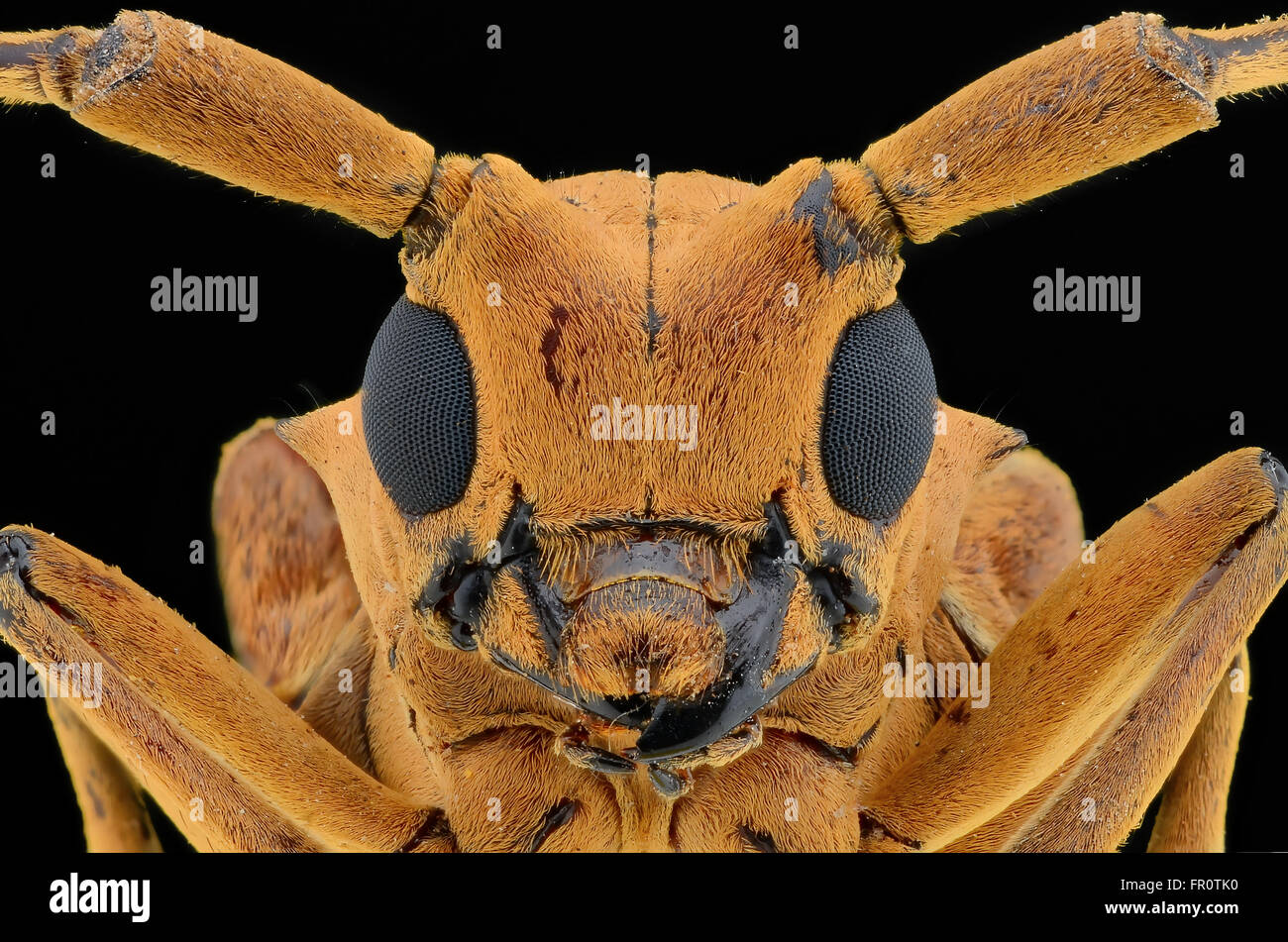 Longhorn beetle face Banque D'Images