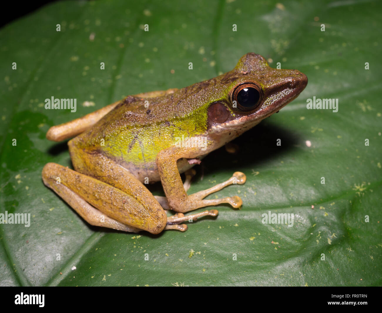 White-labiés Hylarana raniceps (grenouille) Tawau Hills Park, Bornéo Banque D'Images