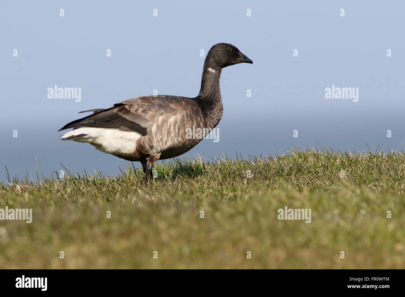 Bernache cravant à ventre sombre (Branta bernicla) close-up tandis que sur une quête de digue de la mer des Wadden, nord des Pays-Bas Banque D'Images