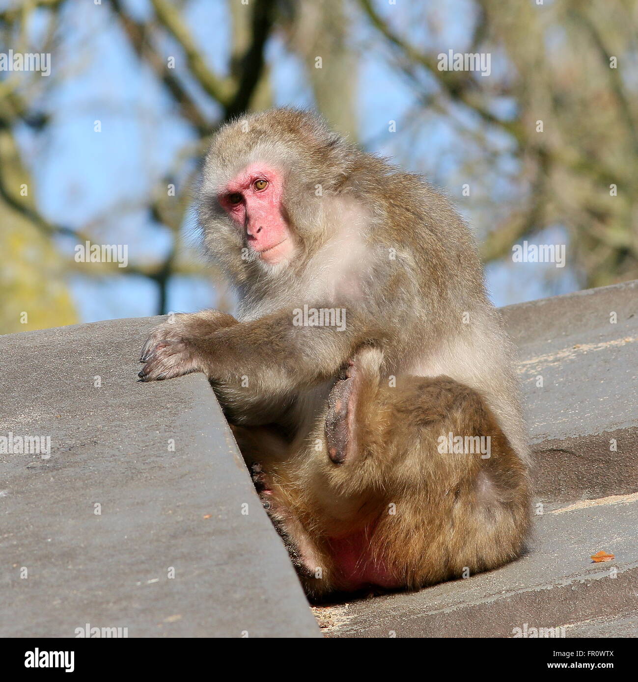 Macaque japonais ou Snow monkey (Macaca fuscata) soulager une démangeaison, à l'éraflure avec son pied gauche Banque D'Images