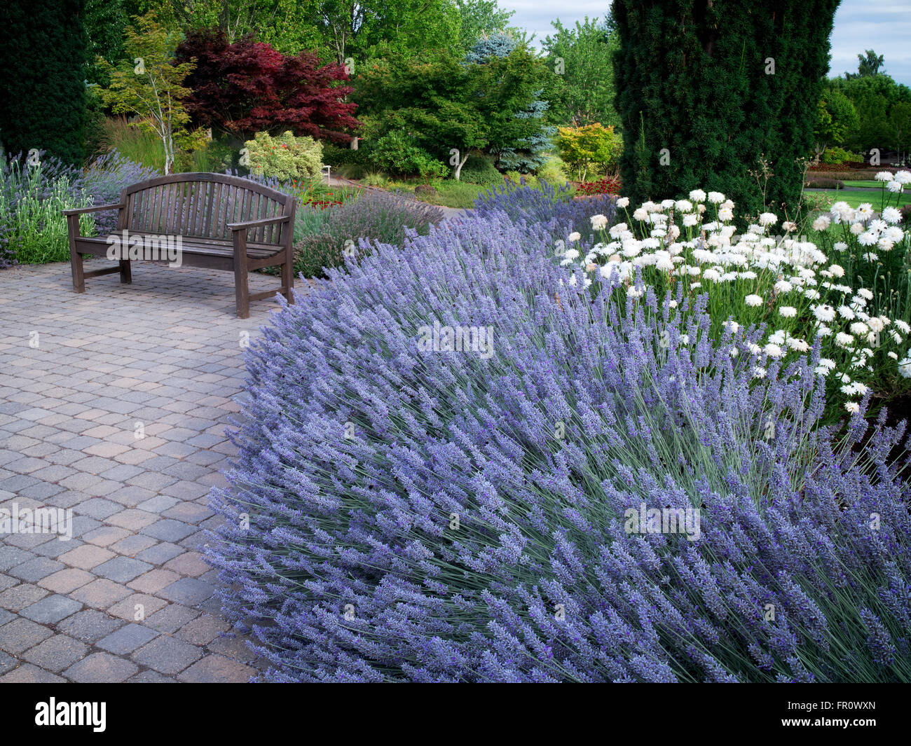 Les lavandes et audience à Oregon Garden, Silverton, Oregon Banque D'Images