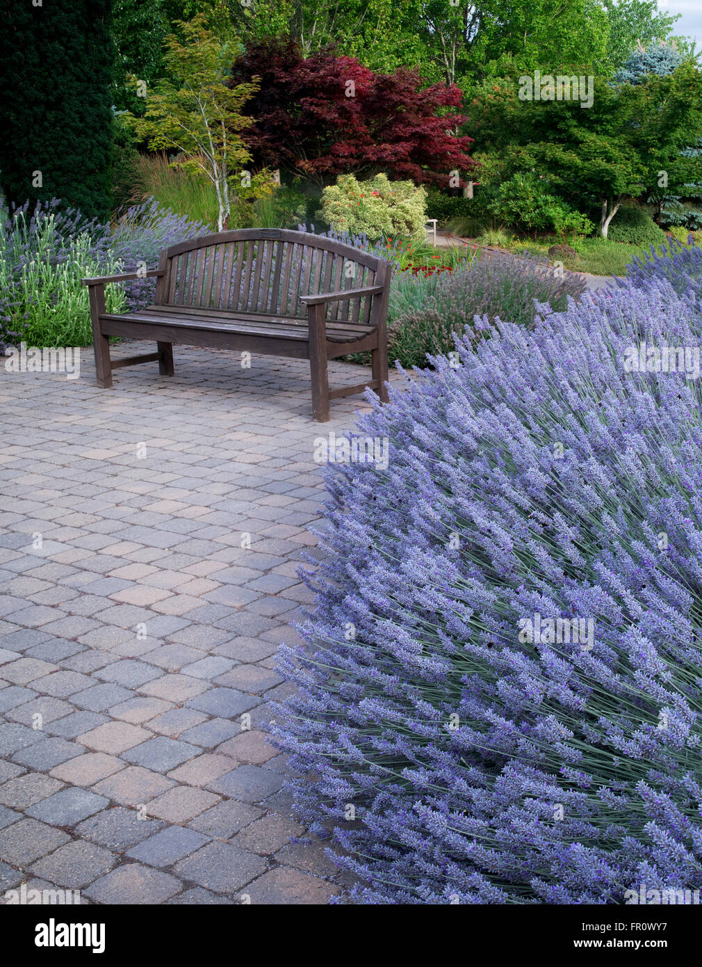 Lavande et audience à Oregon Garden, Silverton, Oregon Banque D'Images