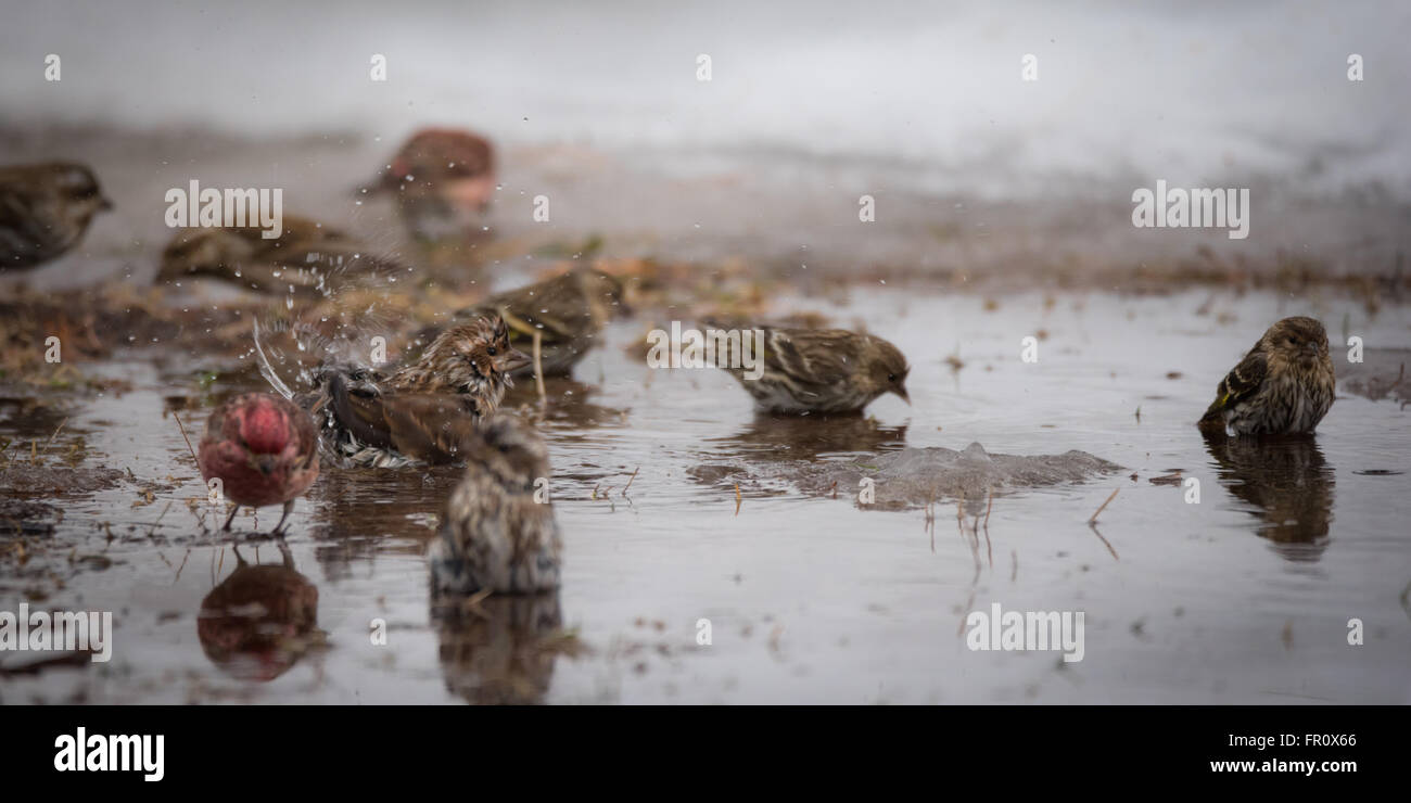 Bain d'oiseaux dans une flaque d'eau de fonte nouvellement formé dans une zone boisée du nord de l'Ontario. Banque D'Images