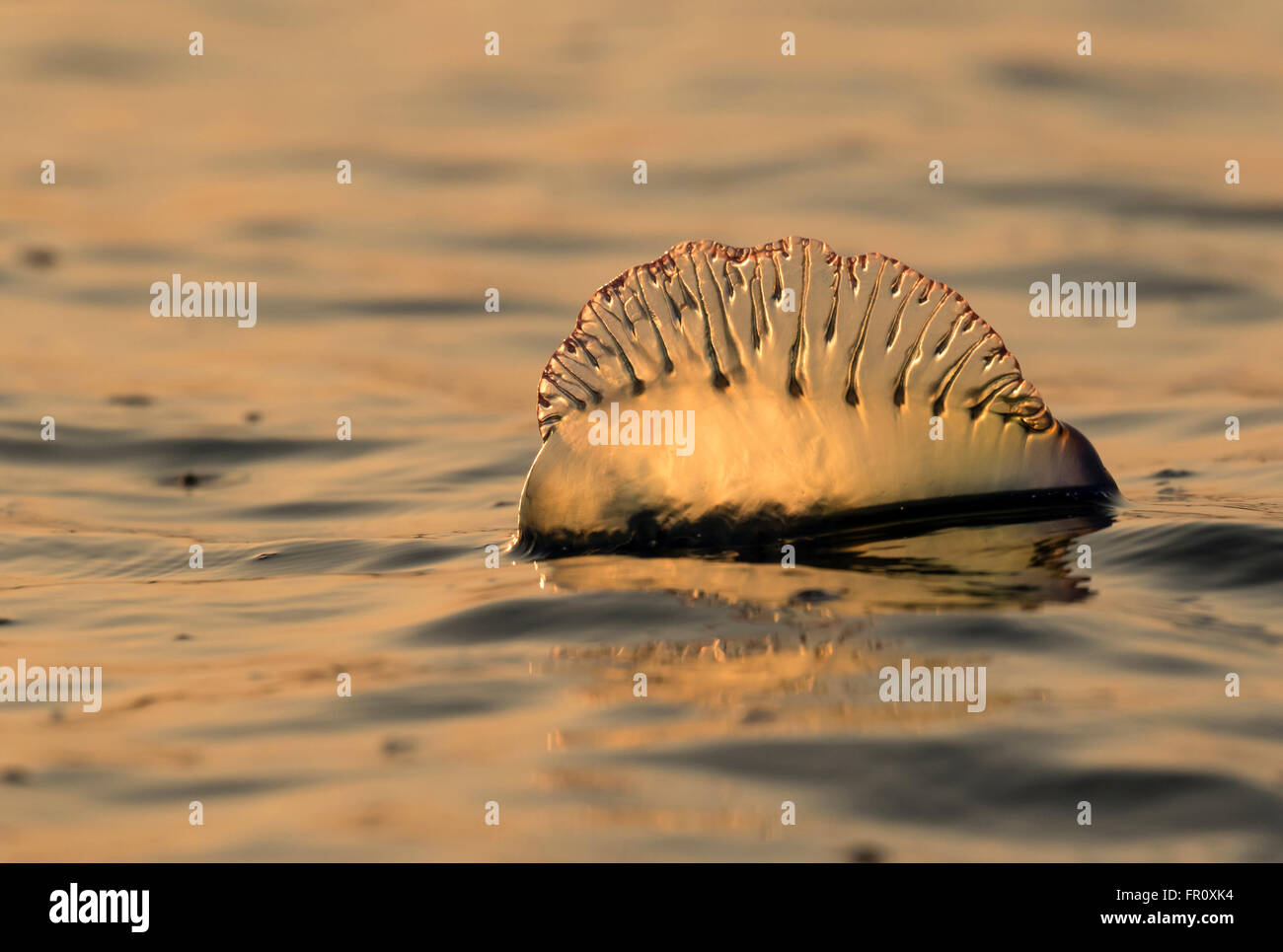 Homme portugais de l'Atlantique o' war (Physalia physalis) flottant dans l'océan au coucher du soleil, Galveston, Texas, États-Unis Banque D'Images