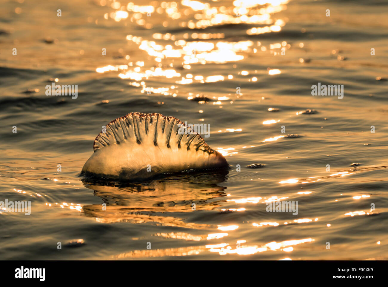 Homme portugais de l'Atlantique o' war (Physalia physalis) flottant dans l'océan au coucher du soleil, Galveston, Texas, États-Unis Banque D'Images