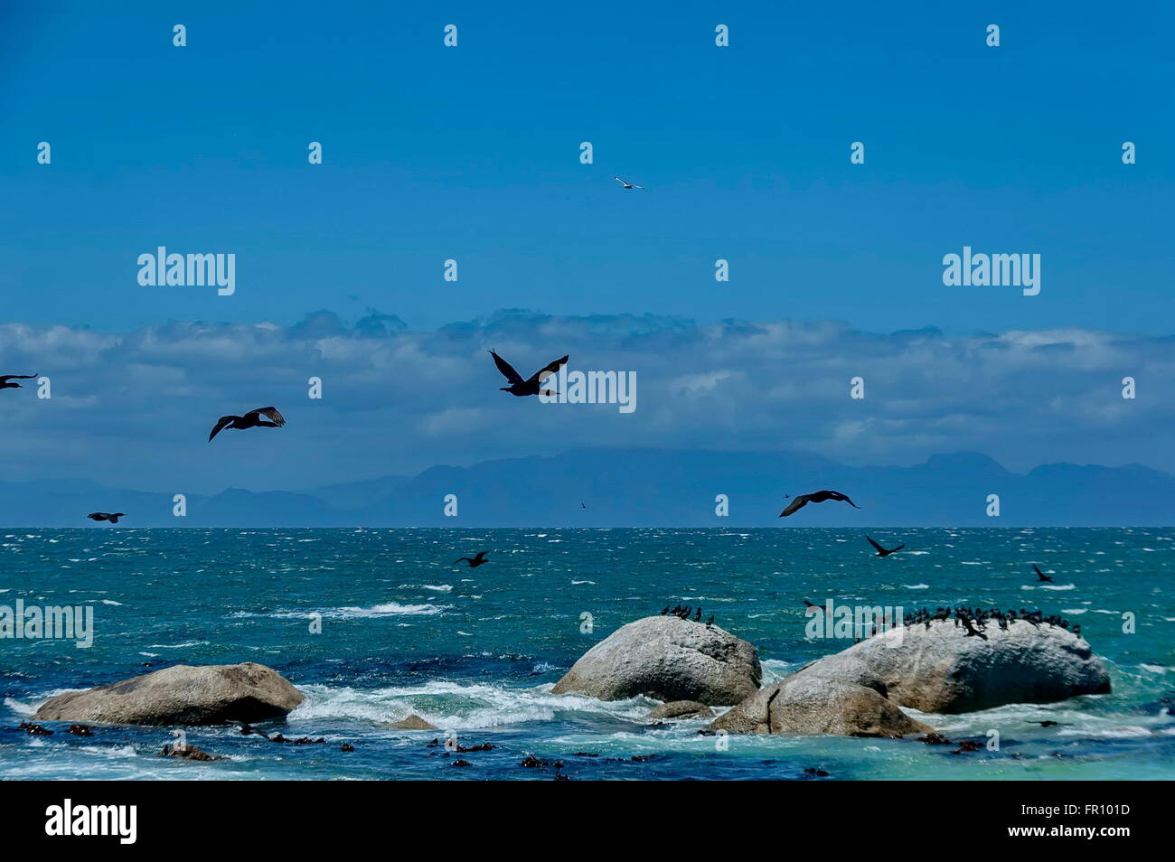 Cape Cormorant à côte de l'Atlantique par le Cap de Bonne-Espérance, Afrique du Sud Banque D'Images