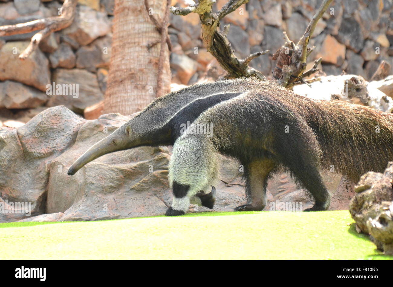 Fourmilier Geant Dans Le Loro Parque A Puerto De La Cruz De Tenerife Canaries Espagne Photo Stock Alamy