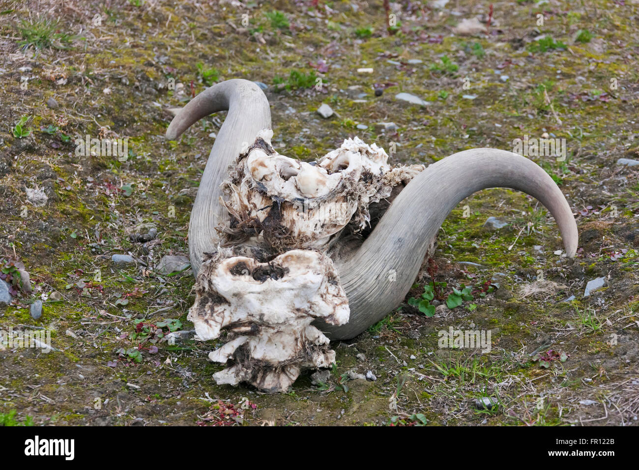 Crâne de bœuf musqué, l'île Wrangel, mer de Tchoukotka, en Russie extrême-orient Banque D'Images
