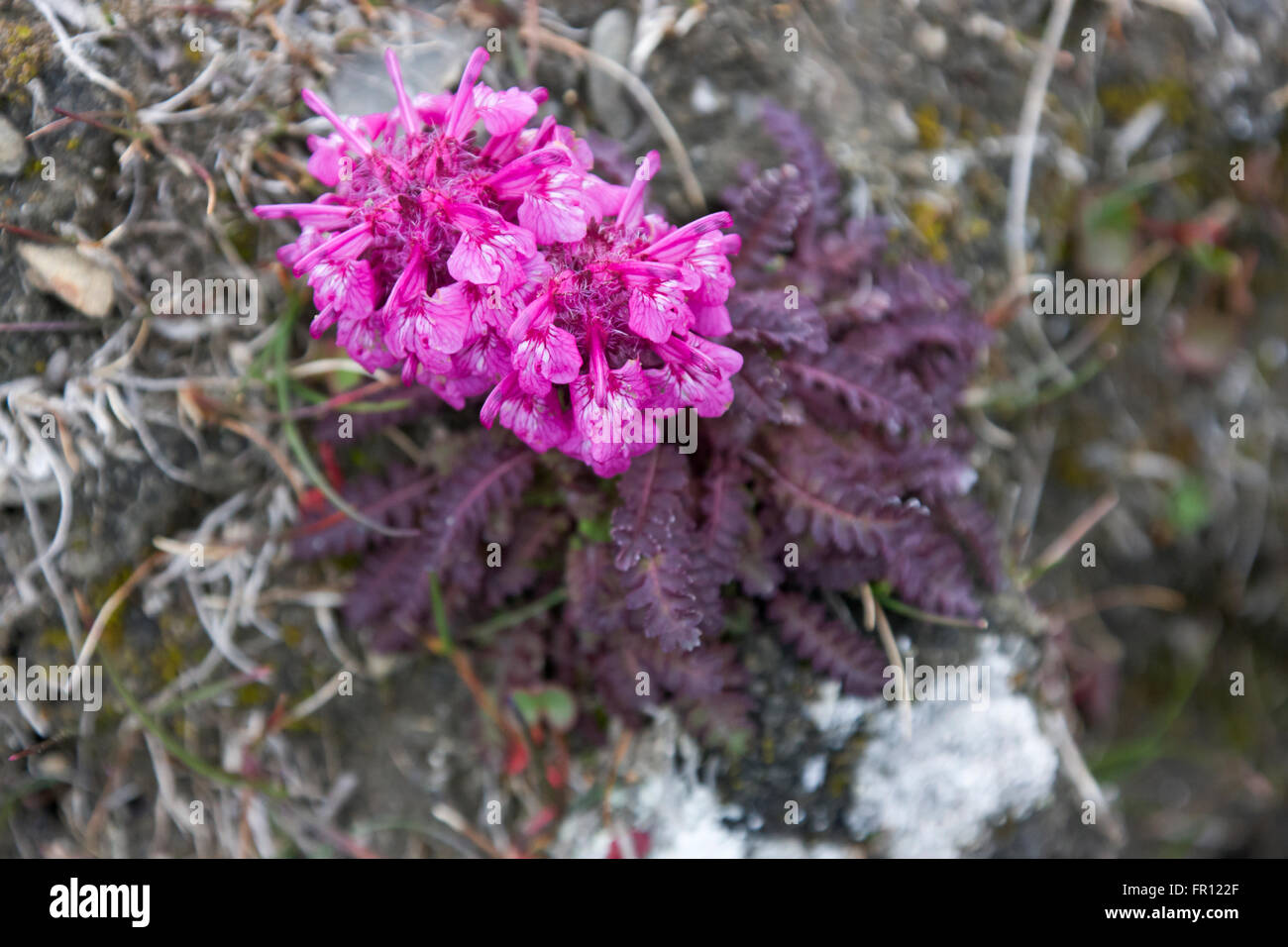 La Pédiculaire laineux (Pedicularis hirsuta), l'île Wrangel, mer de Tchoukotka, en Russie extrême-orient Banque D'Images