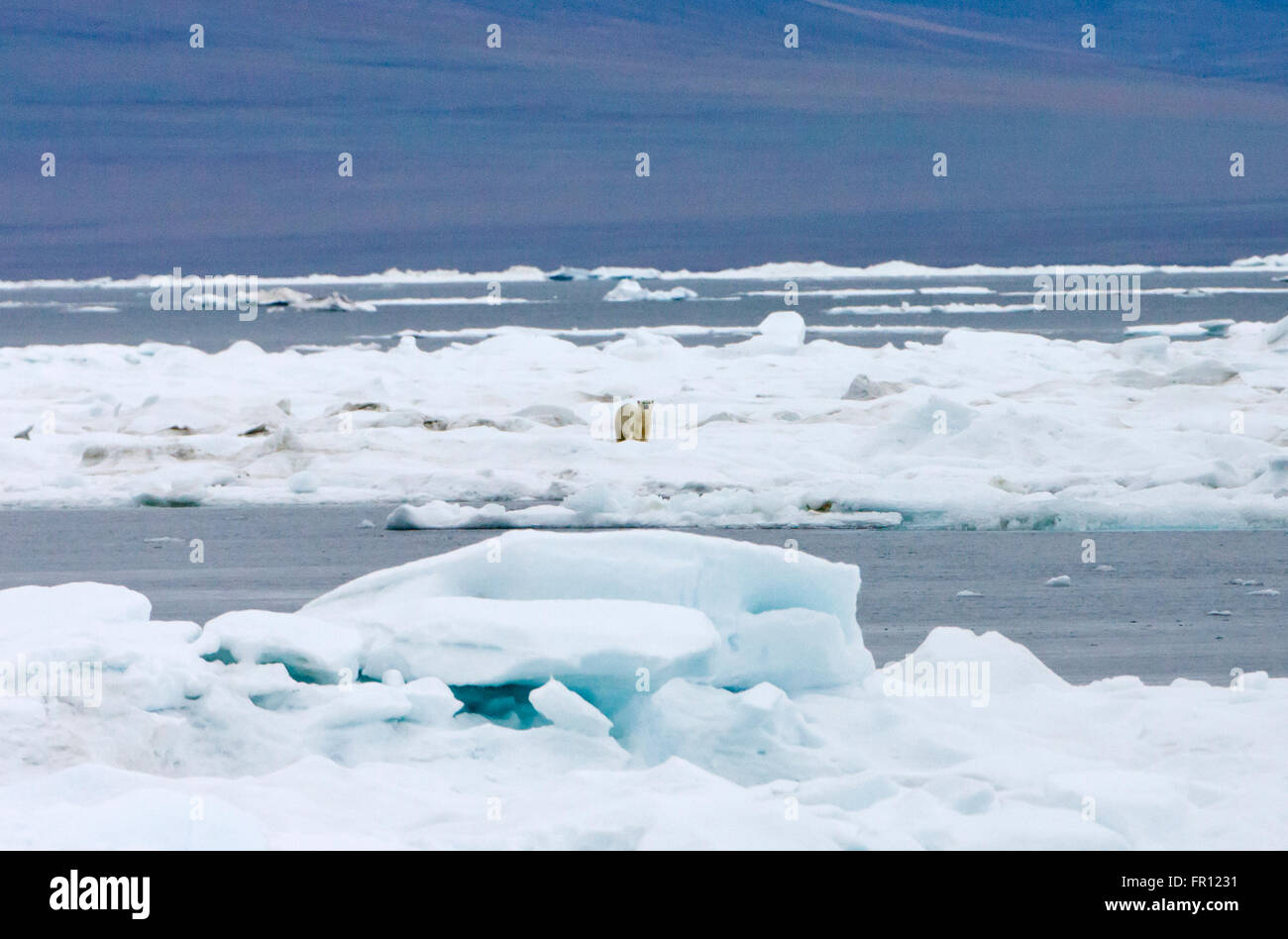 L'ours polaire sur la glace flottante, mer de Tchoukotka, en Russie extrême-orient Banque D'Images