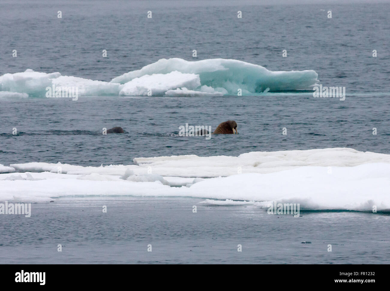 Les morses sur la glace flottante, mer de Tchoukotka, en Russie extrême-orient Banque D'Images