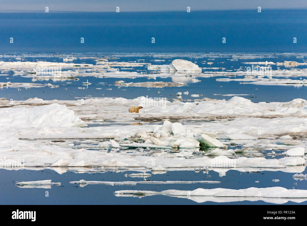 L'ours polaire sur la glace flottante, mer de Tchoukotka, en Russie extrême-orient Banque D'Images