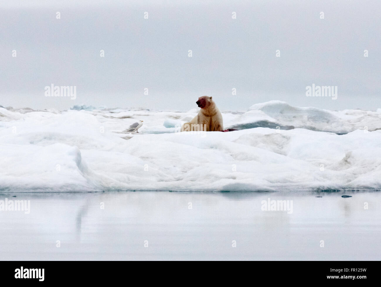 L'ours polaire sur la glace de mer de Tchoukotka, en Russie extrême-orient Banque D'Images