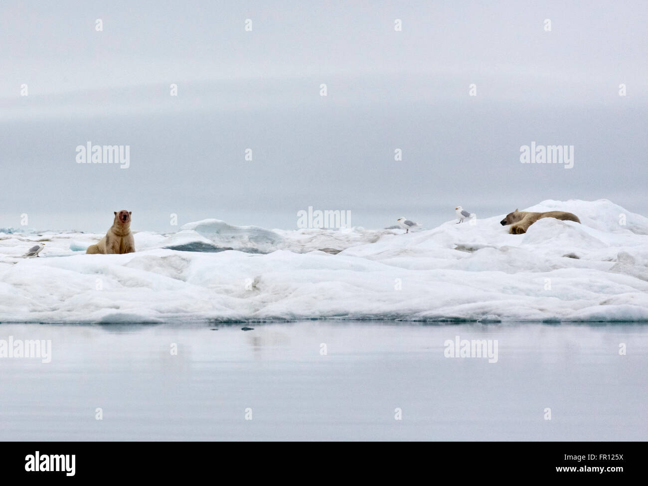 L'ours polaire sur la glace de mer de Tchoukotka, en Russie extrême-orient Banque D'Images