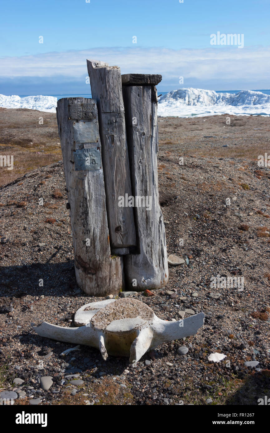 L'os de morse, le Cap Vankarem, l'île Wrangel, mer de Tchoukotka, en Russie extrême-orient Banque D'Images