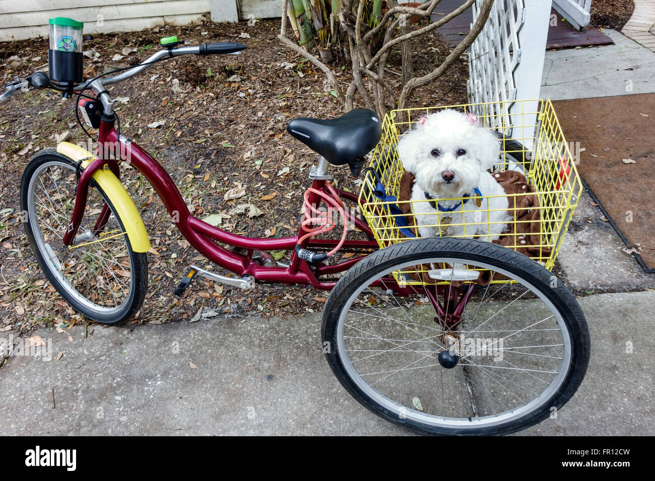 Floride, sud, Floride, St. Saint Pete Petersburg Beach, Gulfport, Beach Boulevard South, chiens de chien, animaux de compagnie, tricycle, vélo vélos vélo vélo vélo vélo vélo RI Banque D'Images