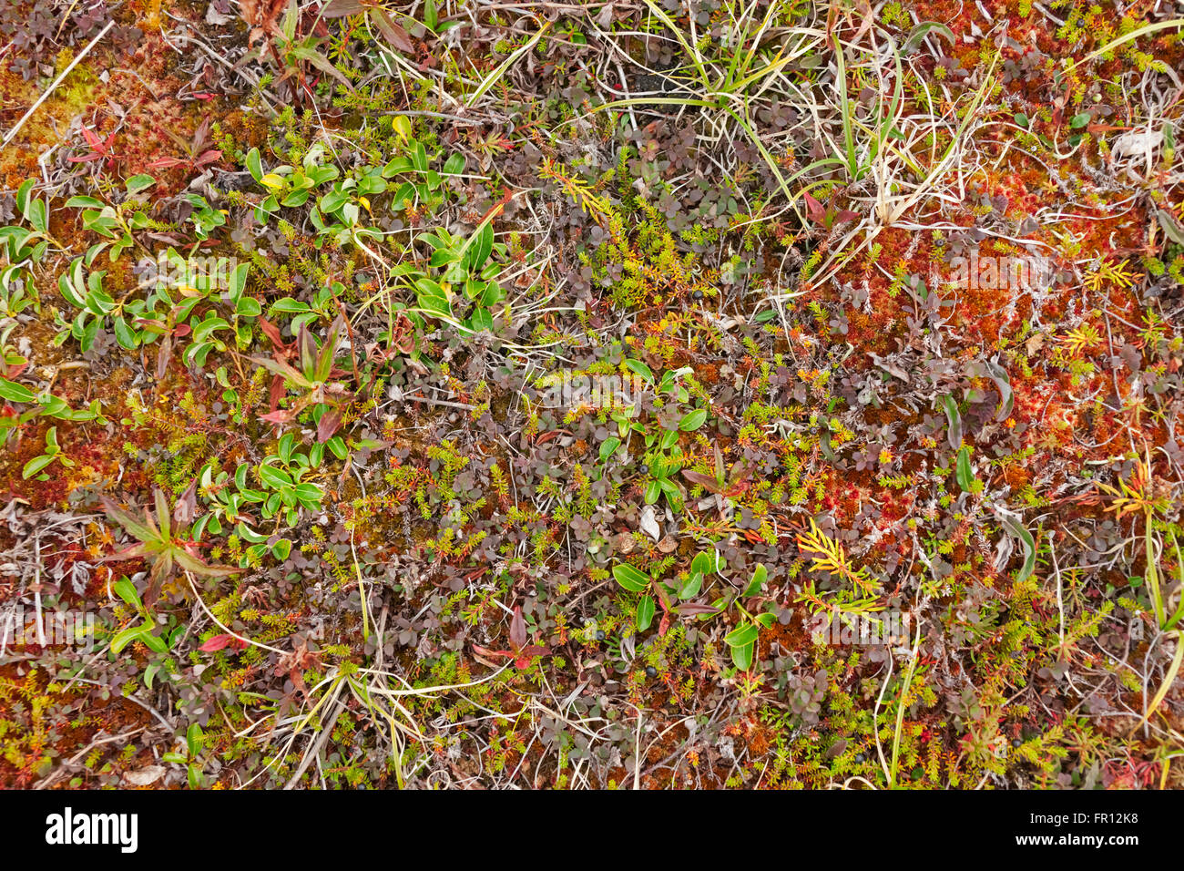 Dans la toundra, l'usine de l'Île Yttygran, Mer de Béring, la Russie extrême-orient Banque D'Images