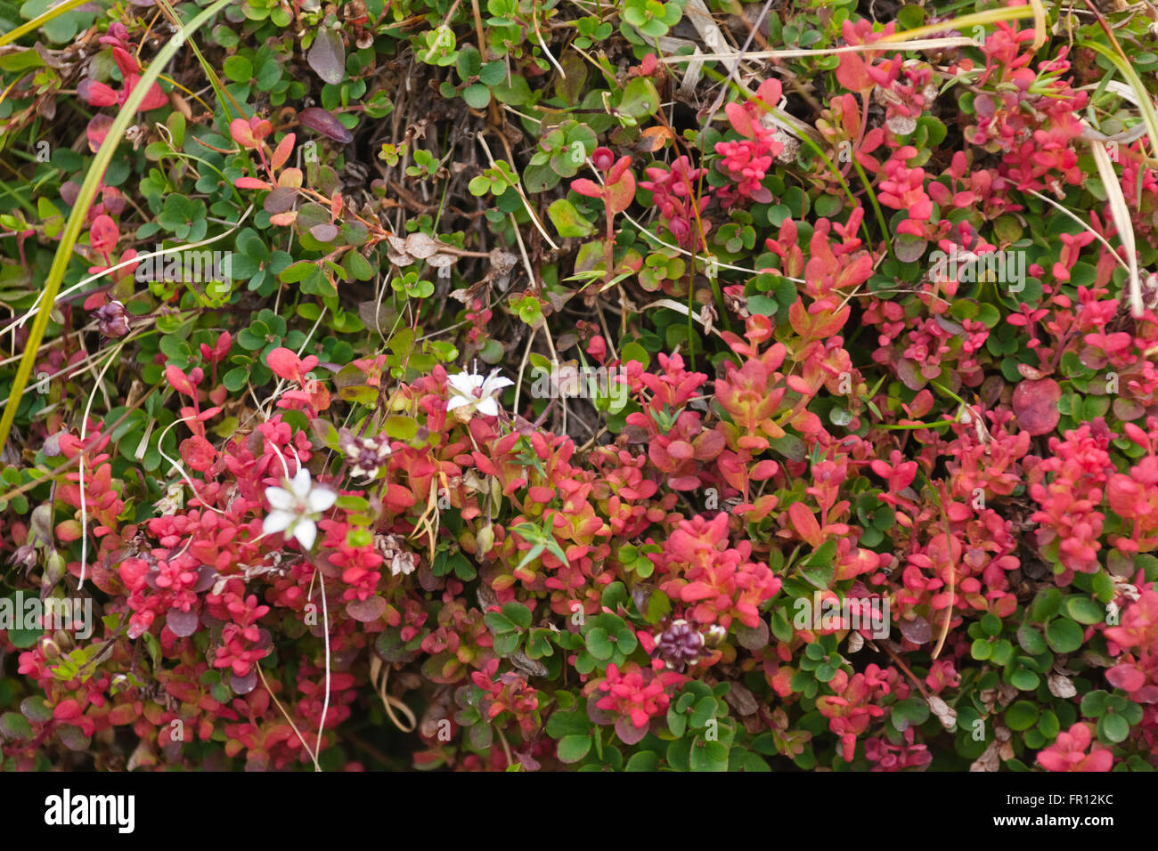 Fleurs sur la toundra, l'Île Yttygran, Mer de Béring, la Russie extrême-orient Banque D'Images