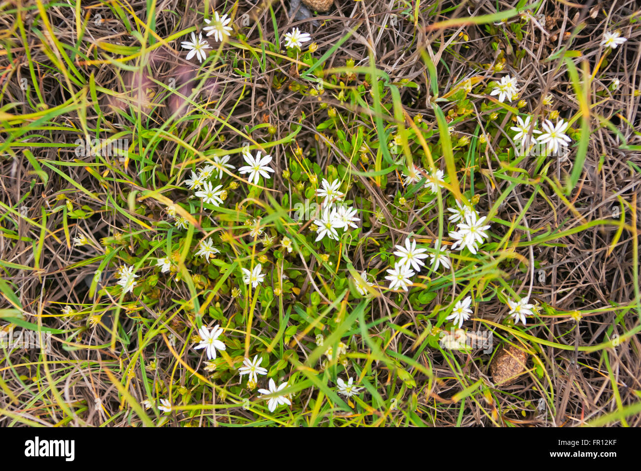 Fleurs sur la toundra, l'Île Yttygran, Mer de Béring, la Russie extrême-orient Banque D'Images