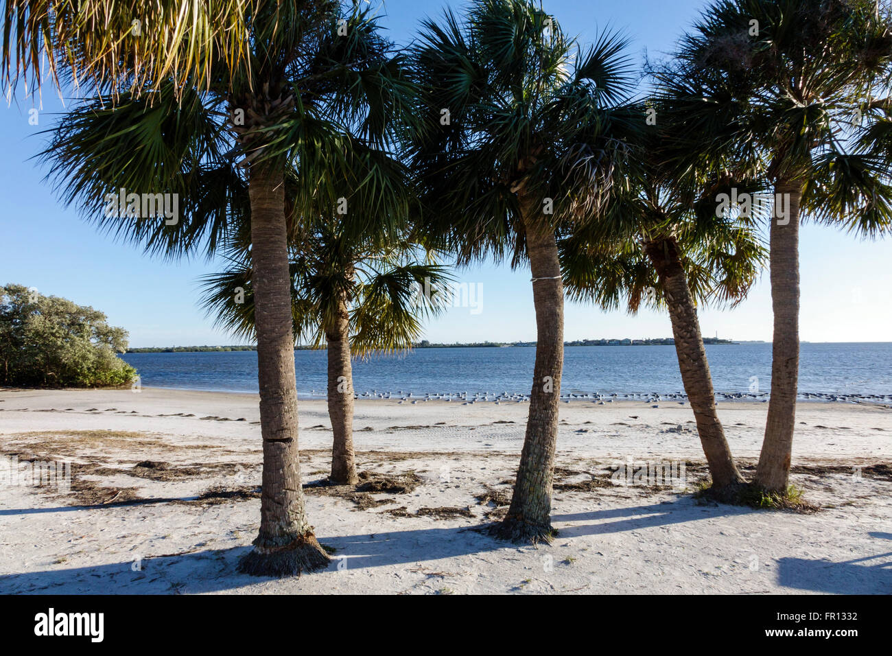 Florida New Port Richey, Green Key, Robert K Rees Memorial Park, Golfe du Mexique, plage publique, sable, palmiers sabaux, palmiers, FL160211041 Banque D'Images