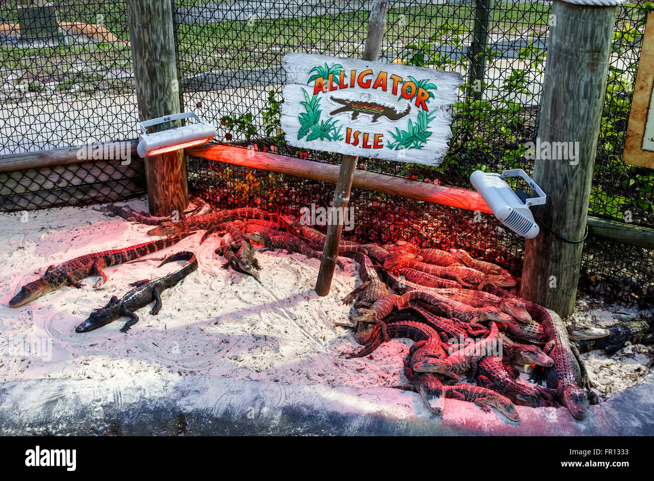 Florida New Port Richey, alligators pour bébés, Gators, lampe à chaleur, terrain de golf miniature Congo River, FL160211042 Banque D'Images