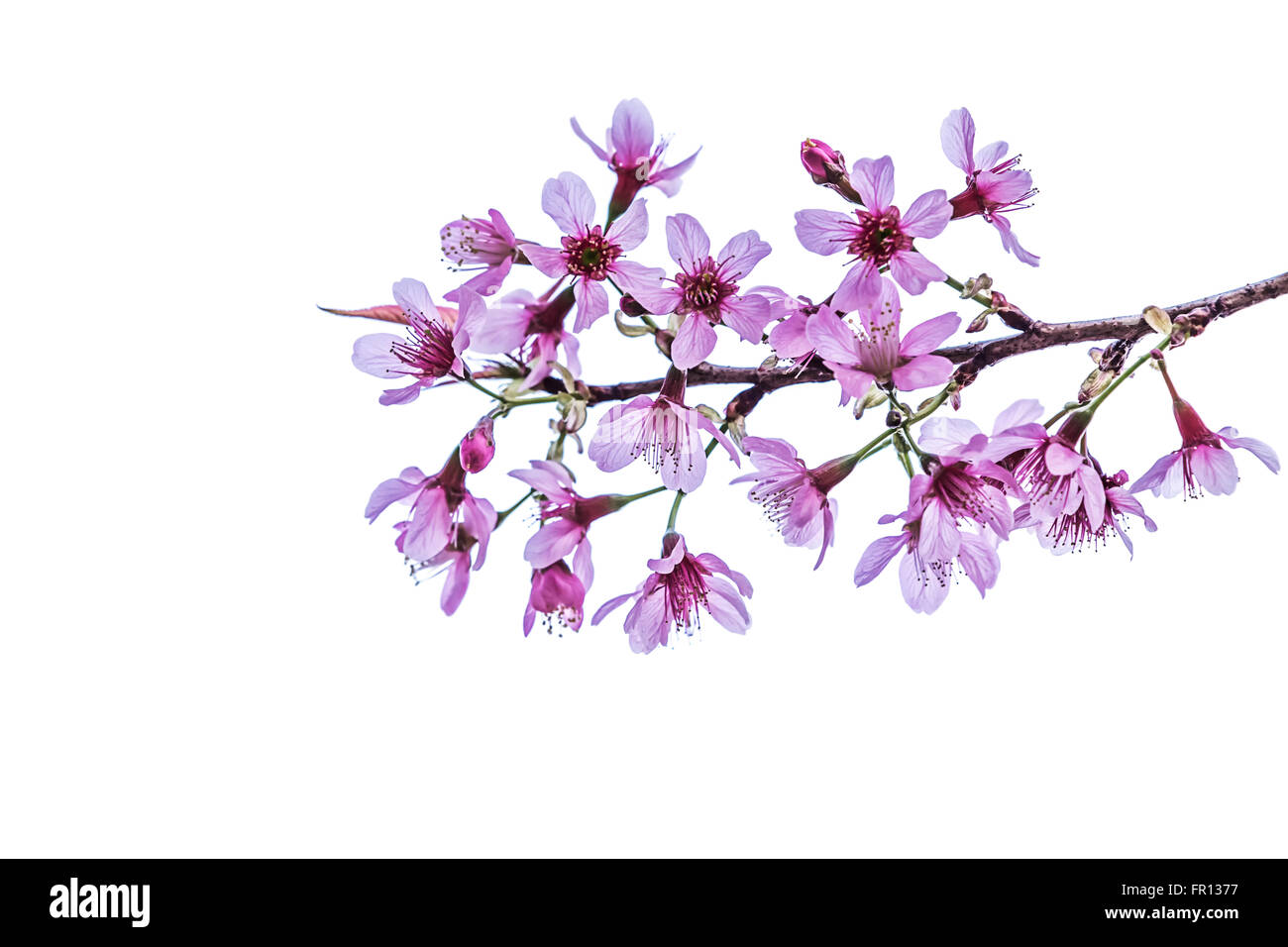 Wild cherry (Prunus fleurs de l'himalaya cerasoides),fleur Tigre Géant en Thaïlande. Banque D'Images