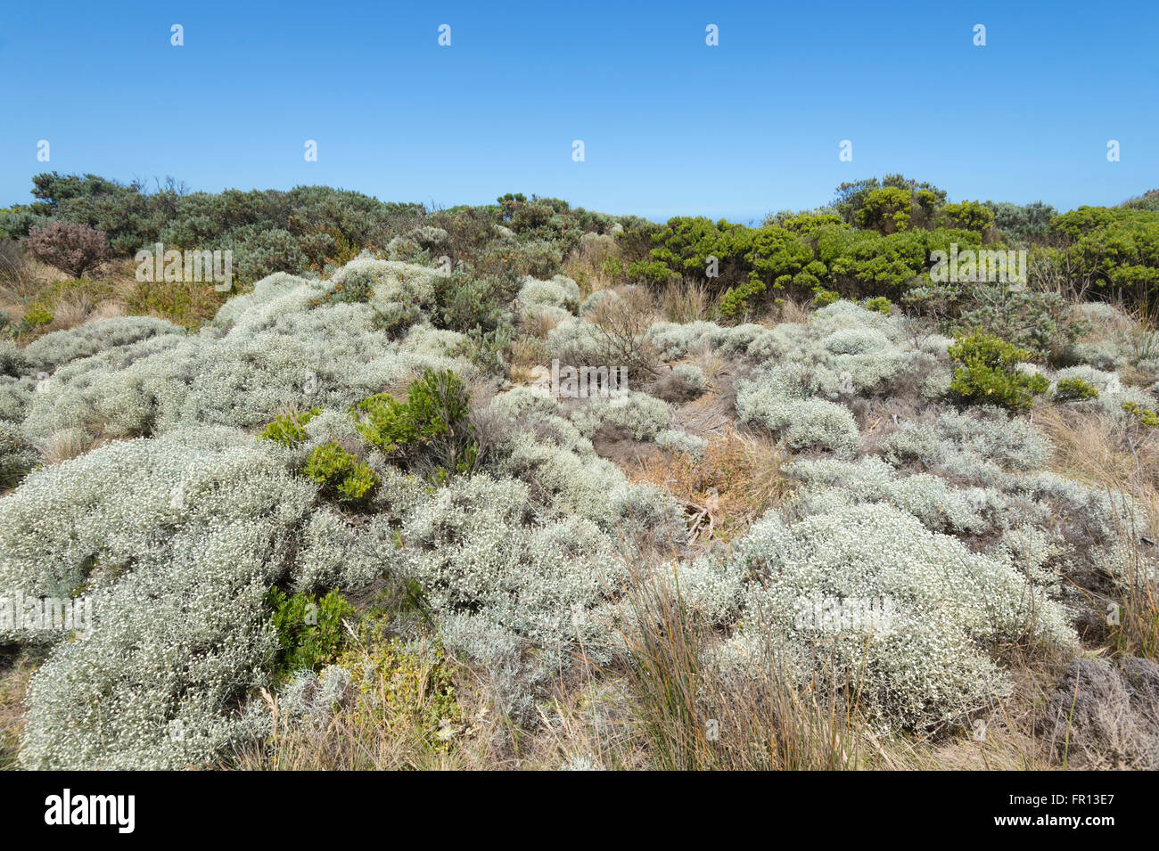 La végétation côtière, Victoria, Victoria, Australie Banque D'Images