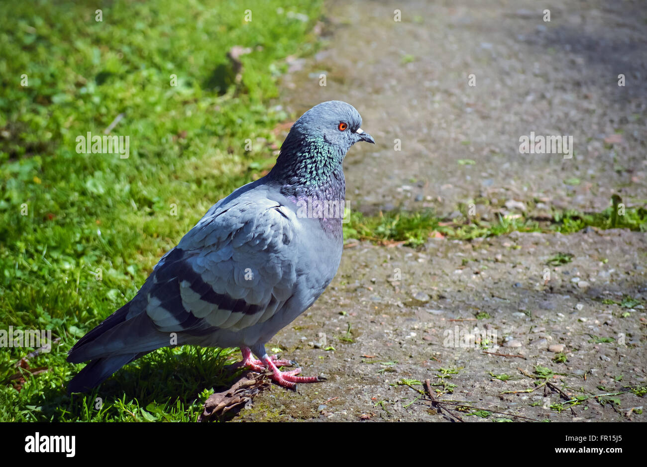 Libre d'un pigeon gris marcher sur le terrain dans le parc Banque D'Images