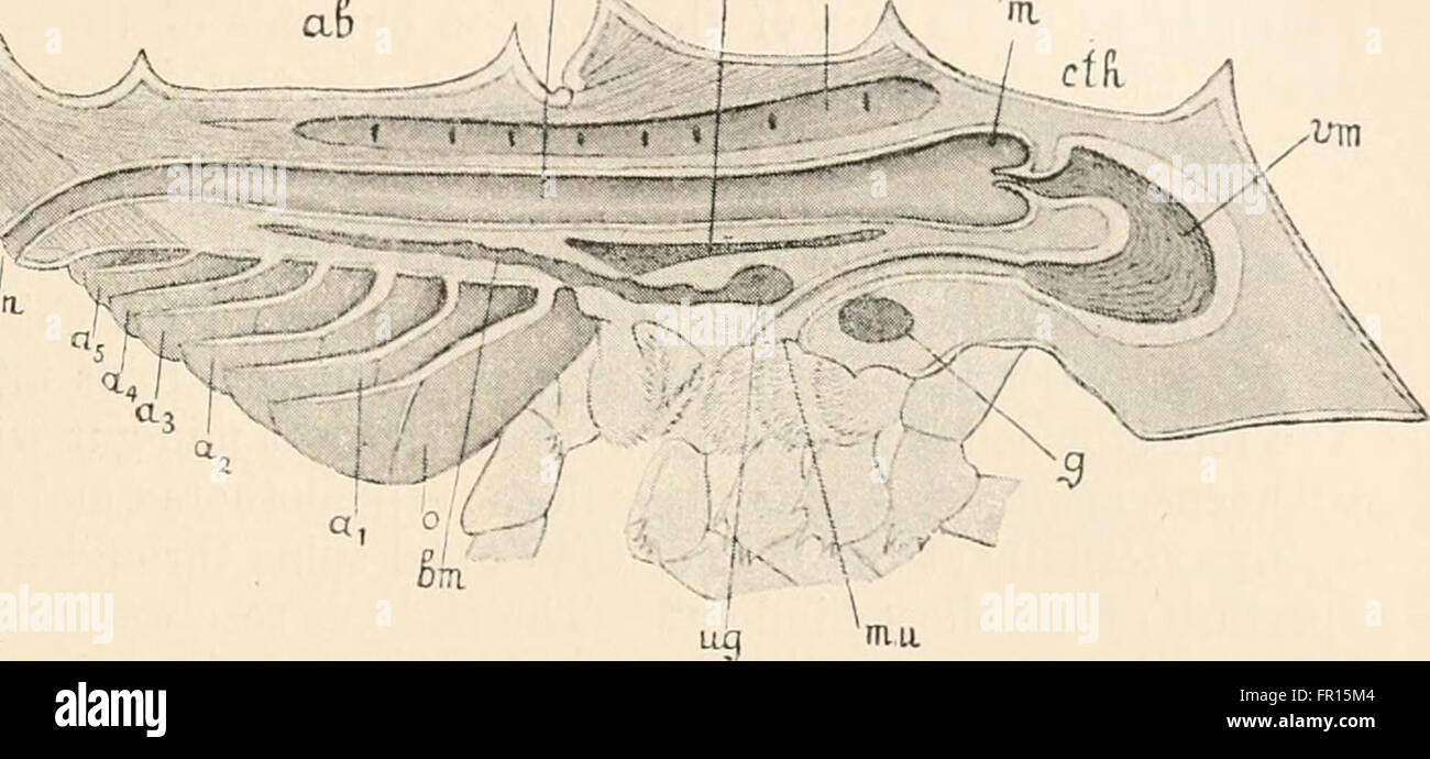 Le 'Text-book of comparative Anatomy' (1898) offre des illustrations et des descriptions détaillées de l'anatomie animale, comparant différentes espèces. Il sert de ressource historique dans l'étude de la biologie et de la physiologie comparée. Banque D'Images
