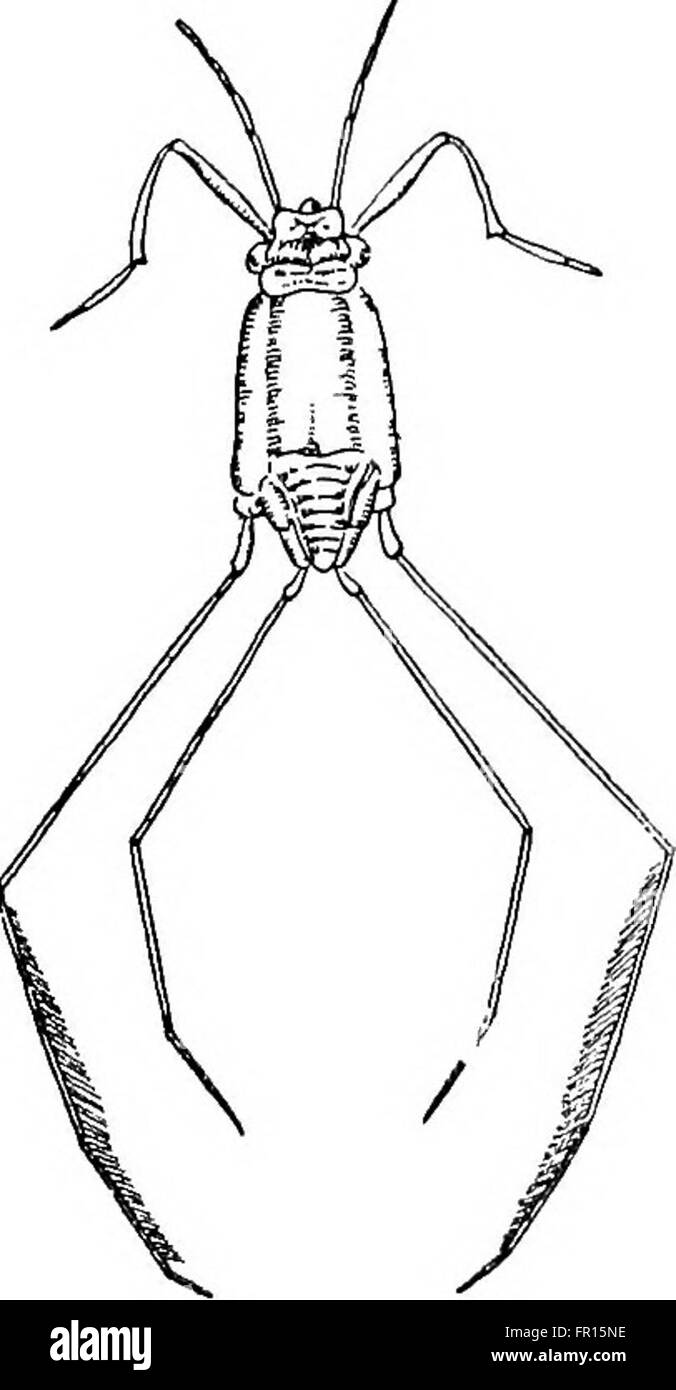 'The Wonder of Life' (1915) est une illustration de livre antique qui présente un design détaillé et orné. La numérisation du manuscrit met en valeur la police complexe, les lettres et la calligraphie de l'époque, avec des bordures décoratives et une typographie en lettres noires qui reflètent le style historique de l'édition du début du XXe siècle. Banque D'Images