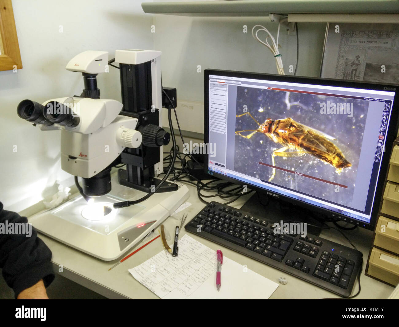 Institut de recherche en biologie, l'image d'un microscope optique est  indiquée sur l'écran d'un ordinateur pour une visualisation facile Photo  Stock - Alamy