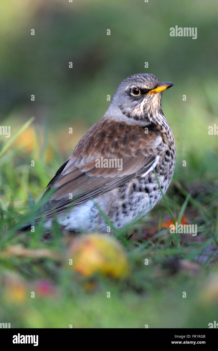 En verger Fieldfare en hiver. Dorset, UK Banque D'Images