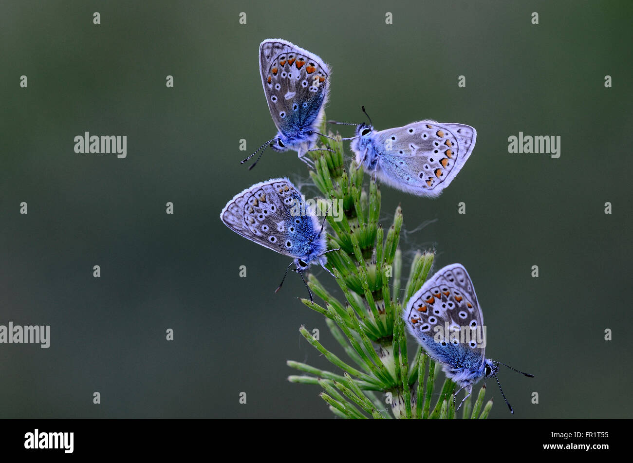 Quatre papillons bleu commun au repos. Dorset, UK Juin 2015 Banque D'Images