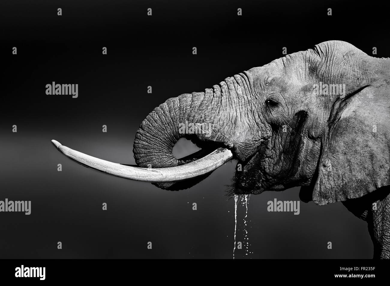 Elephant bull avec de grandes défenses de l'eau potable. Portrait en gros plan avec une vue dans le parc national Addo Banque D'Images