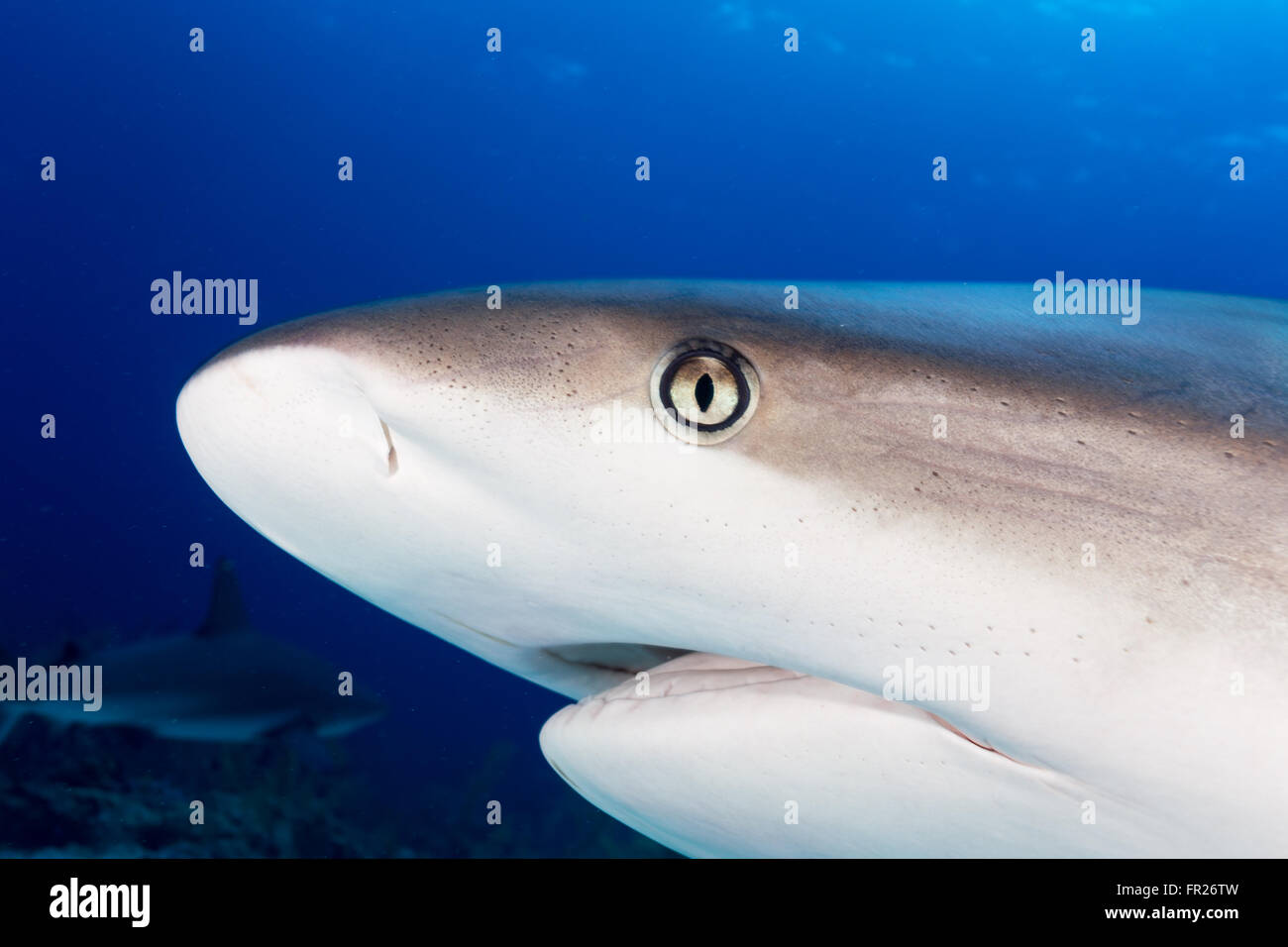 Requin de récif des Caraïbes Banque D'Images