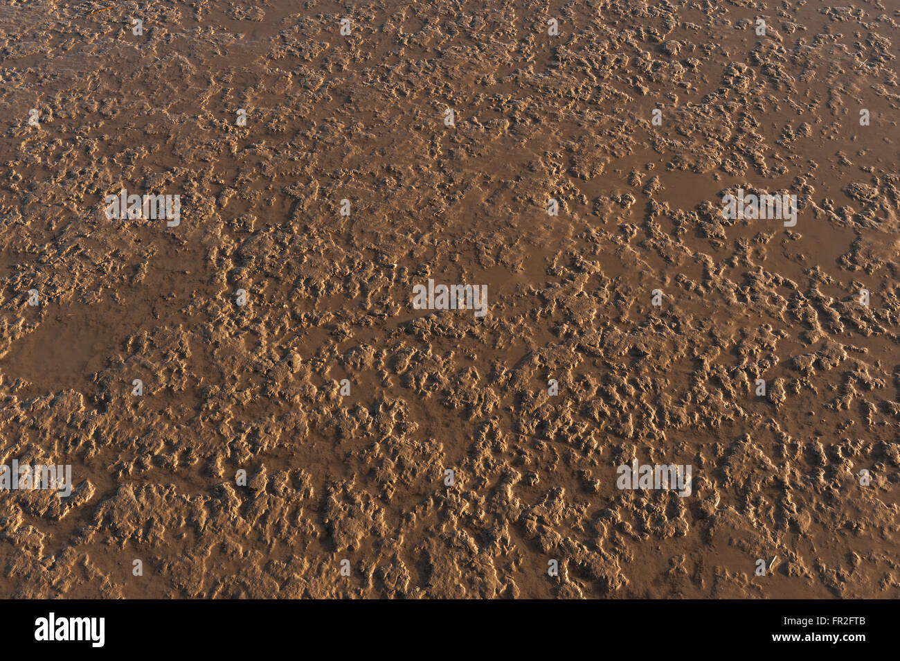 Des flaques dans les piscines des crêtes de surface exposés dans la boue limon tamise la vidange de l'eau laissant des motifs aléatoires ridge et dépressions Banque D'Images