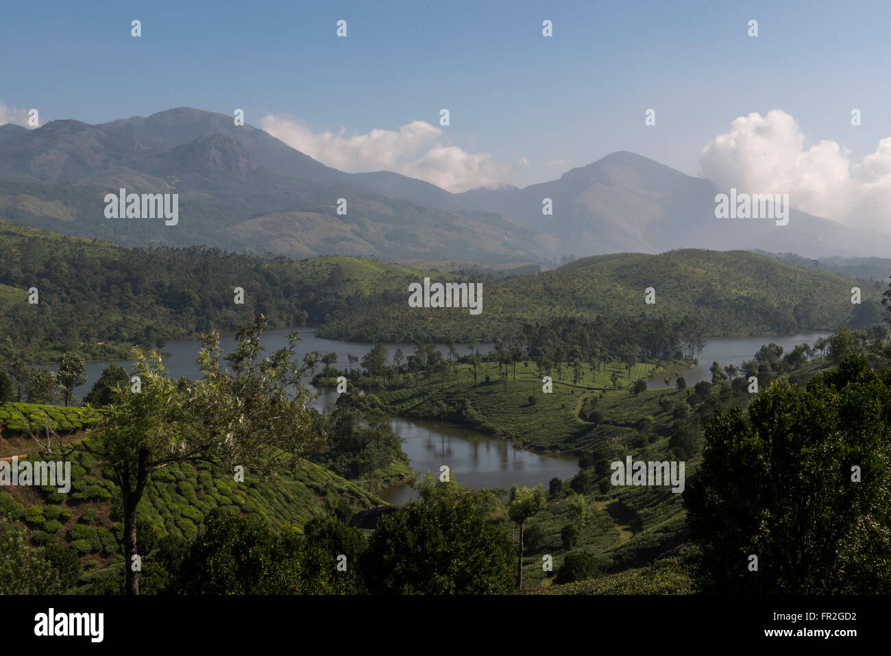 Paysages de thé, Western Ghats Banque D'Images