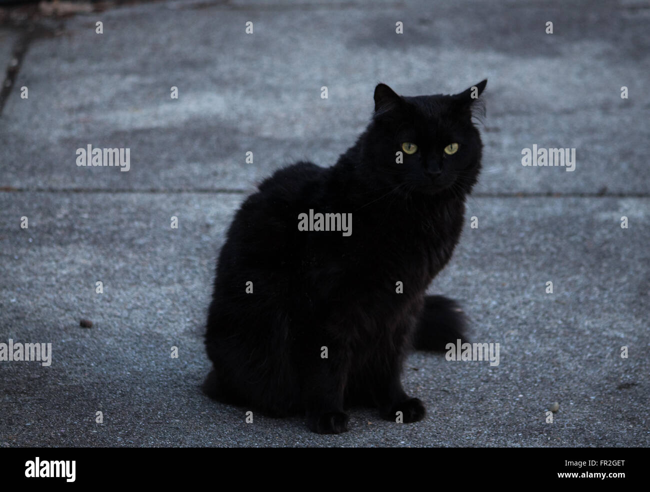 Retour sur le béton cat slap Banque D'Images