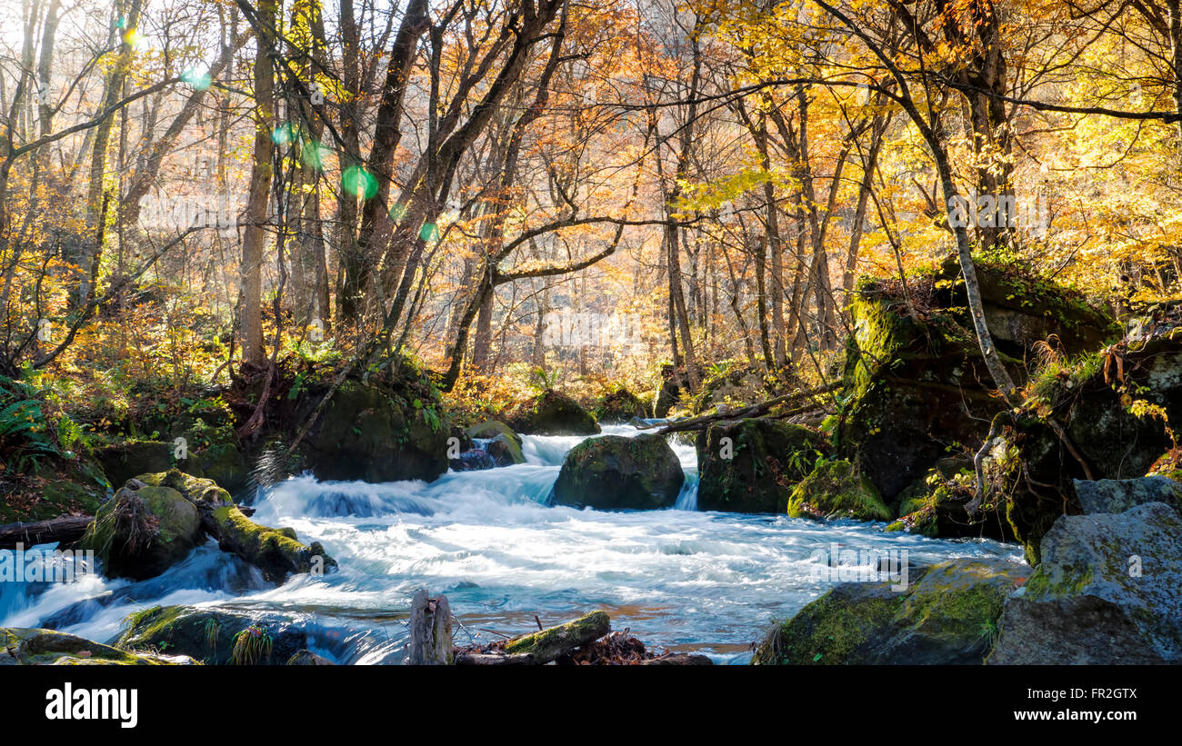 Le mystérieux Oirase Stream qui coule à travers la forêt d'automne dans le Parc National Towada Kamaishi à Aomori Japon Banque D'Images