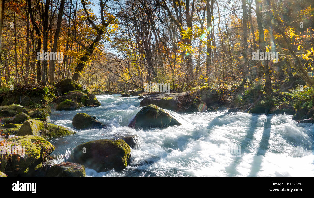 Le mystérieux Oirase Stream qui coule à travers la forêt d'automne dans le Parc National Towada Kamaishi à Aomori Japon Banque D'Images