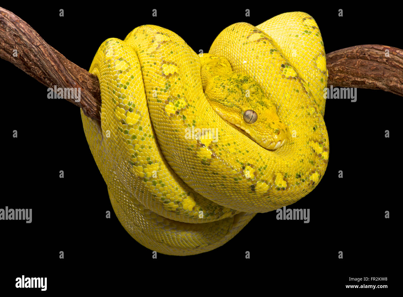 Arbre jaune python (Morelia viridis) Banque D'Images