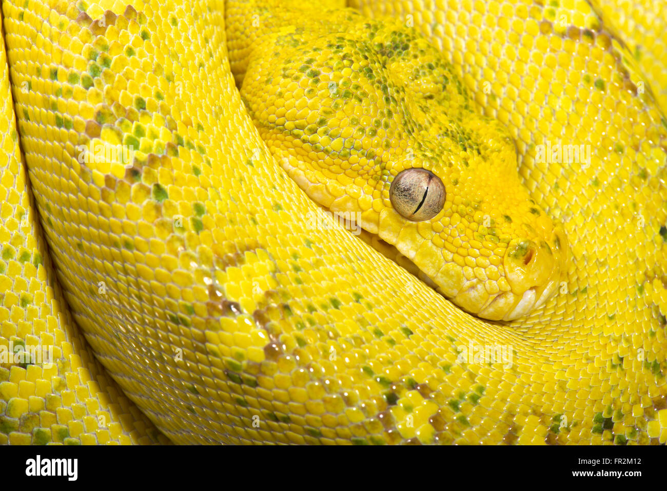 Arbre jaune python (Morelia viridis) Banque D'Images