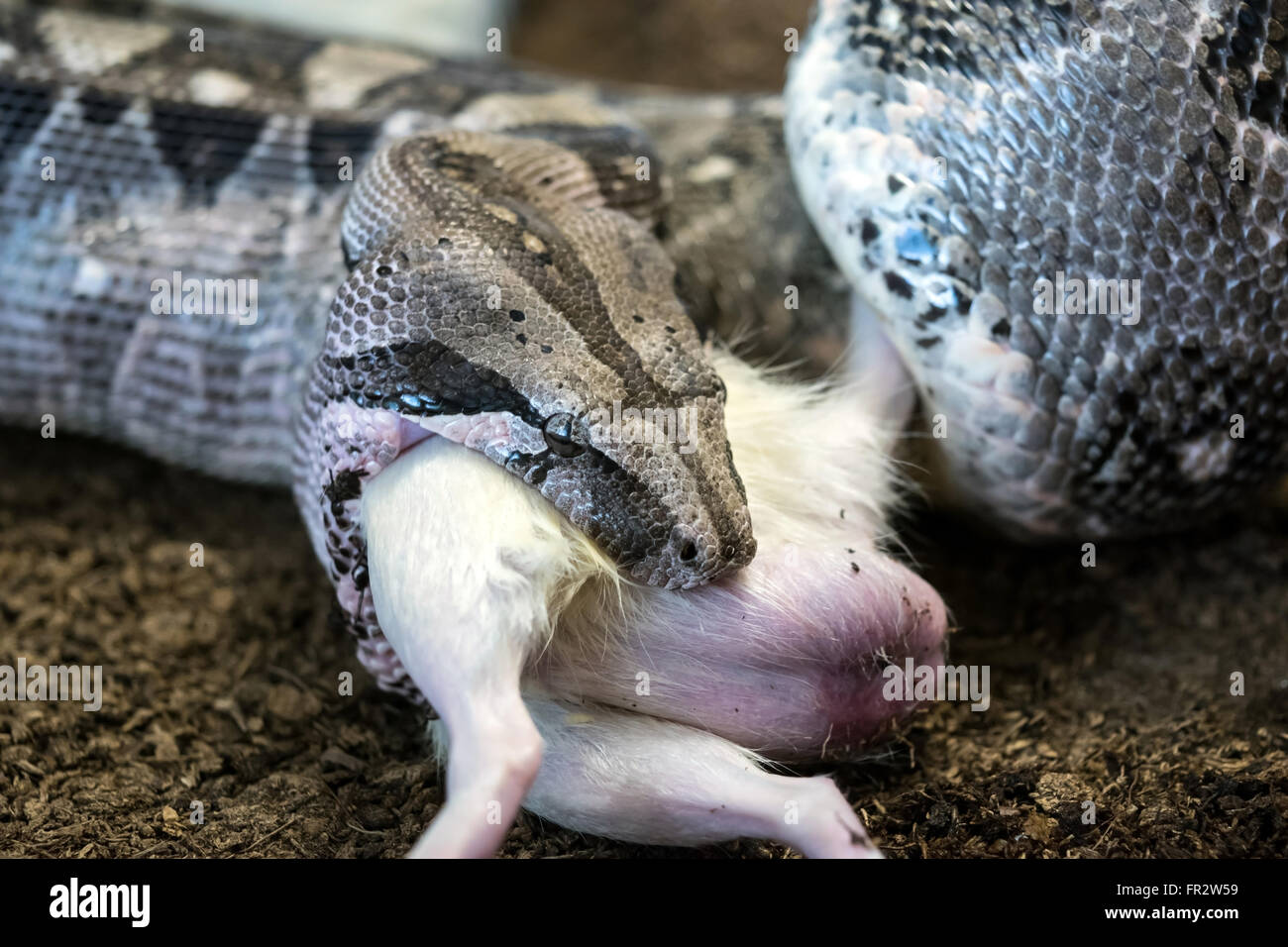 Boa constrictor (Boa constrictor imperator manger Cay Caulker) Banque D'Images