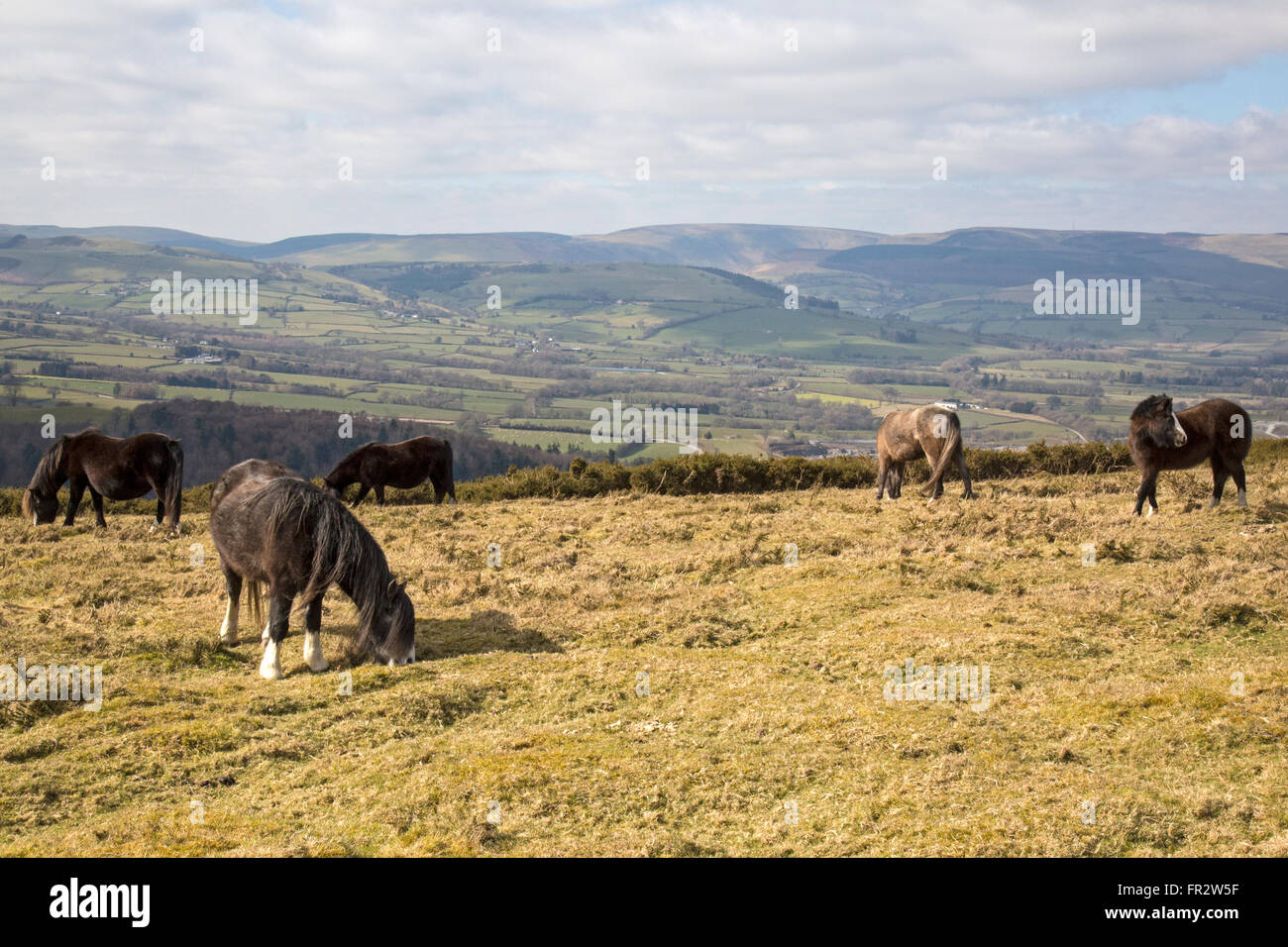 Poneys Welsh Mountain sauvages semi sur Hergest Ridge près de Kington, Herefordshire, Angleterre. Banque D'Images
