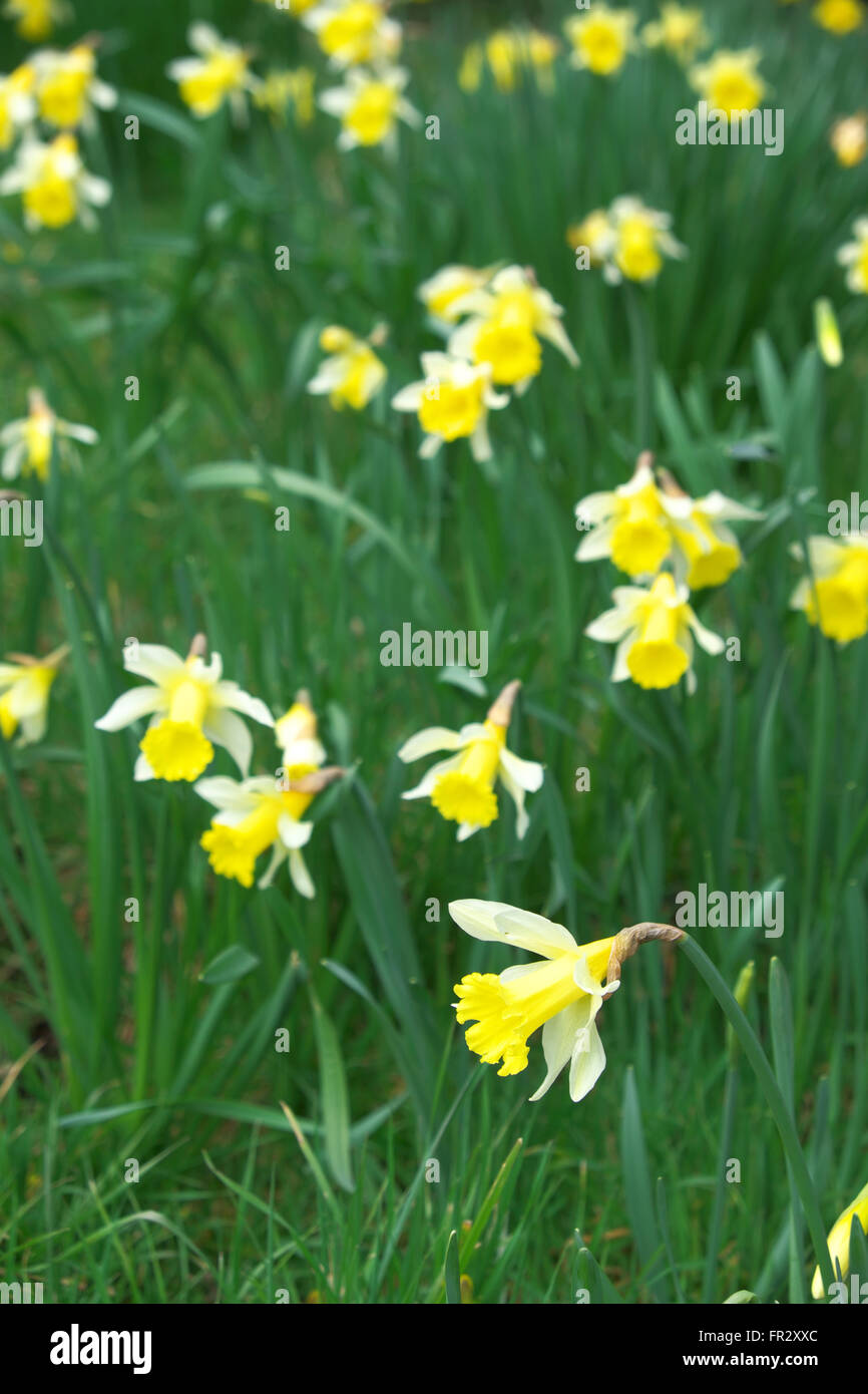 Les jonquilles floraison floraison en mars printemps UK Banque D'Images