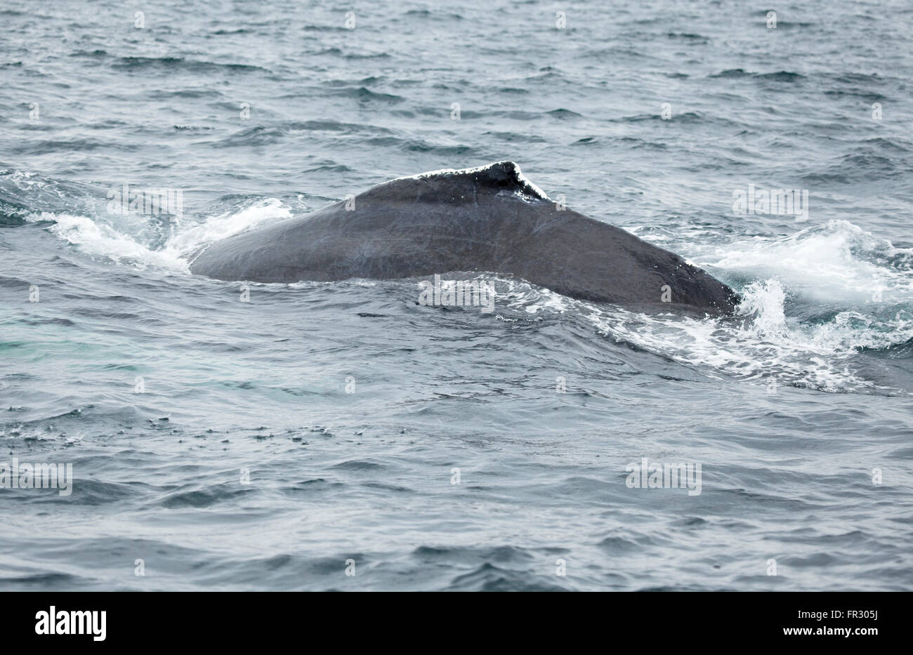 Nageoire dorsale de baleine à bosse Banque de photographies et d’images à haute résolution Alamy