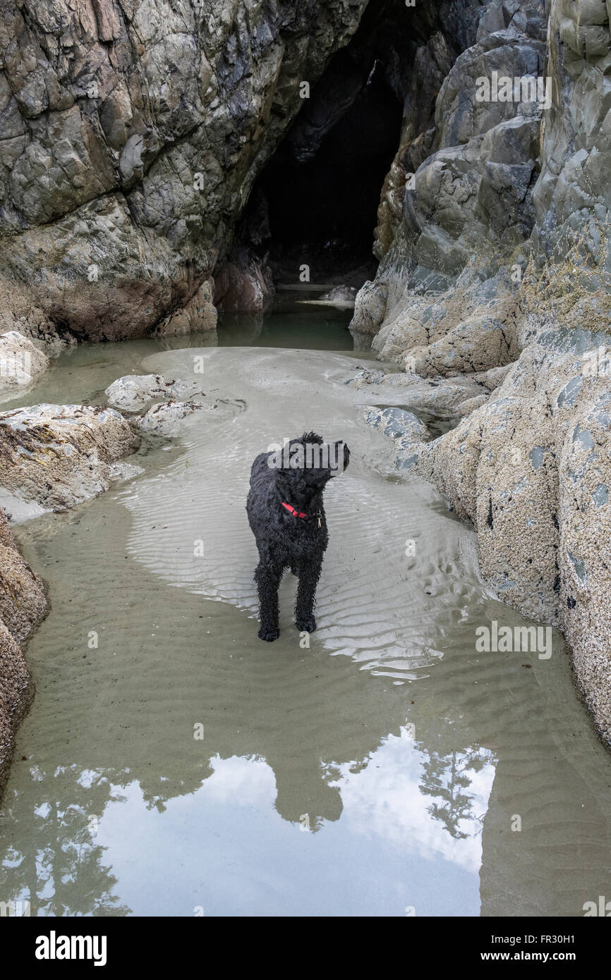 Chien d'eau portugais à la découverte du rivage à marée basse, Chesterman Beach, Tofino, Colombie-Britannique, Canada Banque D'Images
