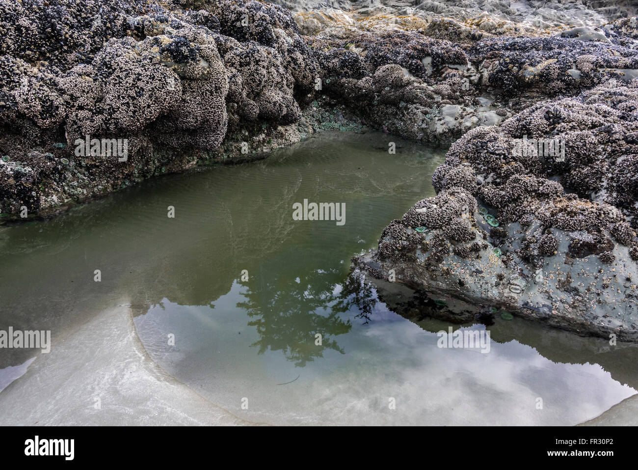 Marée basse avec des reflets, Chesterman Beach, Tofino, Colombie-Britannique, Canada Banque D'Images